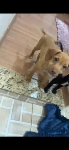 Doação de cachorro 