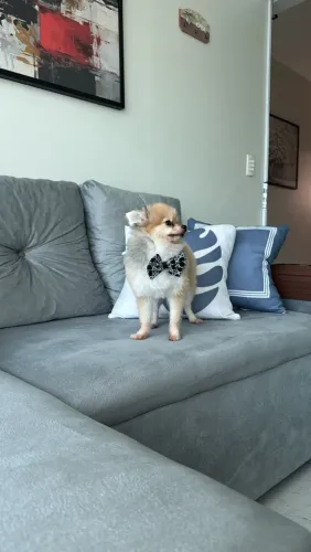 Spitz procura de uma namorada