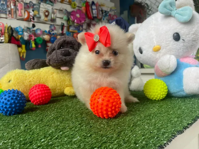 Spitz alemão fêmea uma fofura