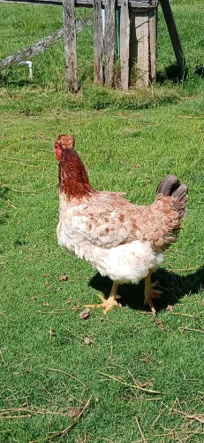 Galinha gsb