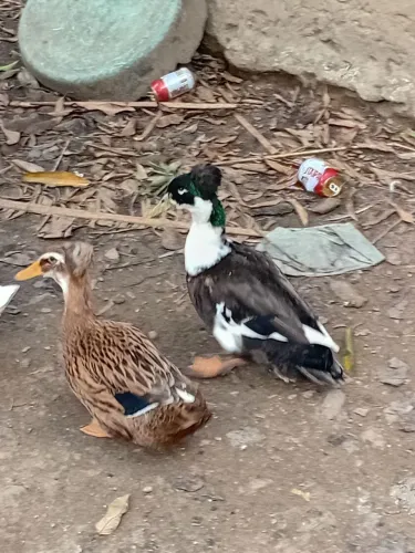 Casal de marreco de  pompom 