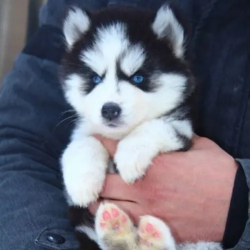 Bebezinho Husky Siberiano com olhos claros e linhagem selecionada