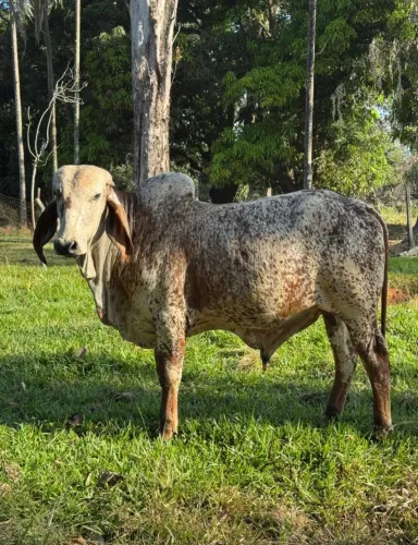 Garrote Gir leiteiro / dupla aptidão: carne e leite ! 