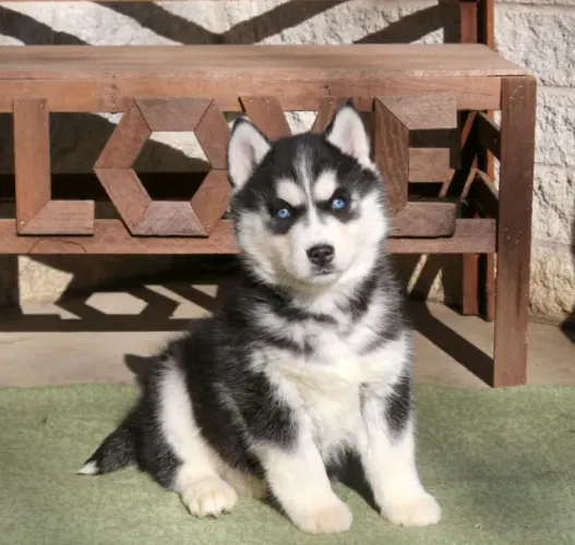 Filhotes de Husky Siberiano macho e fêmea disponíveis