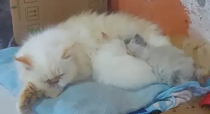 Gato Persa