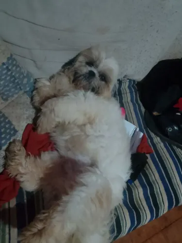 Vendo macho de Shitzu
