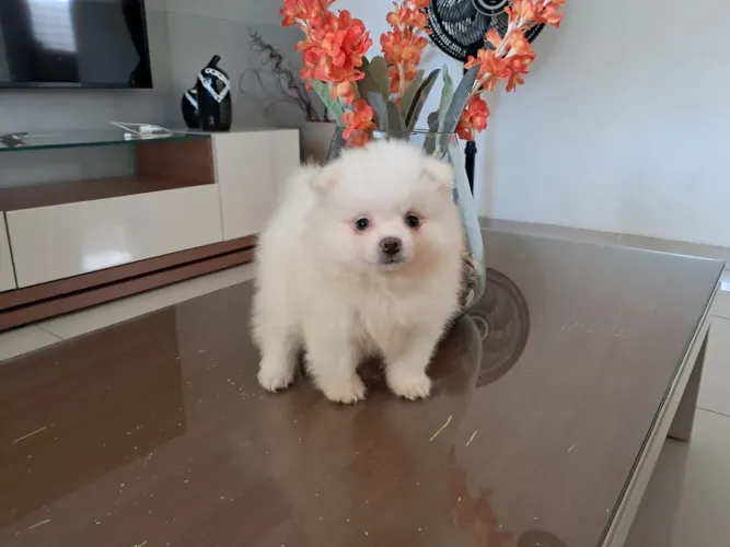 Lindo Fofinho Spitz Alemão Branco Macho Canil Lienn 