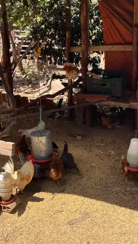 LOTE +35 GALINHAS E GALOS