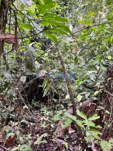 Fazenda à Venda, Piedade , Una, BA