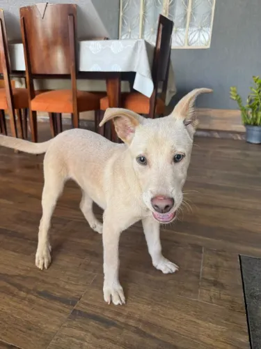 Cachorro