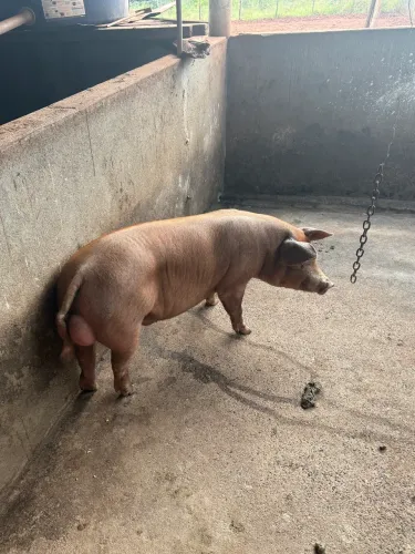 Reprodutor duroc/pietrain