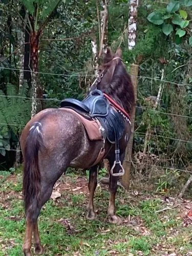 Cavalo