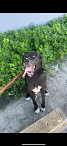 Cachorro dócil pra adoção <3