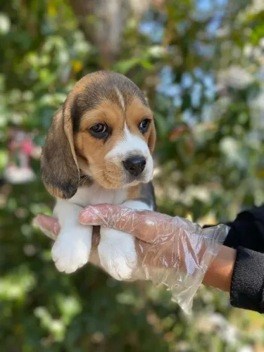 Beagle filhote para deixar o dia dos namorados mais feliz