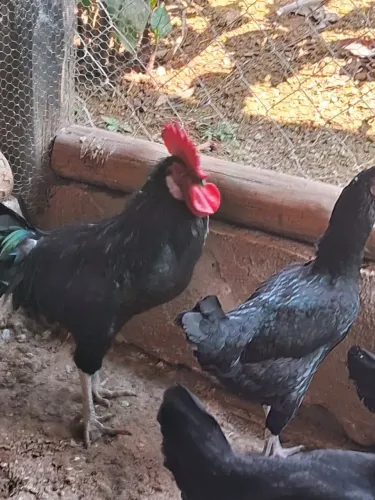 GALO CARA DE PALHAÇO