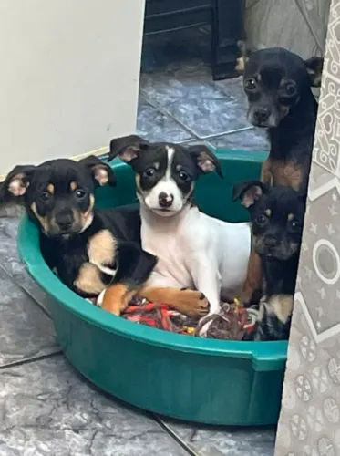 Pinscher 1 canela seca, 2 machinhos, 2 meses de vida