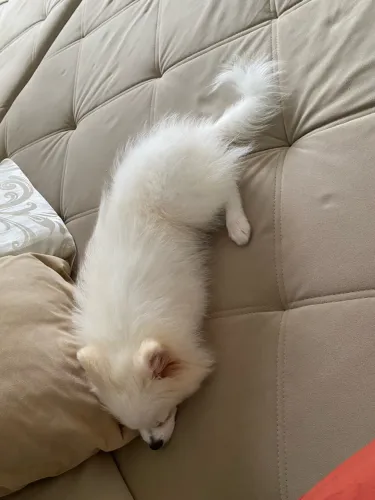 Spitz alemão
