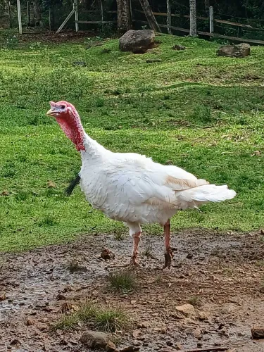 Peru macho
