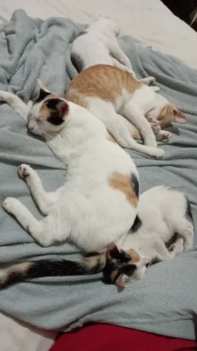Gatos para doação