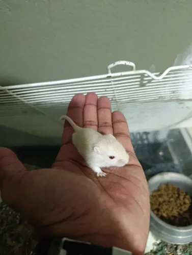 Gerbil