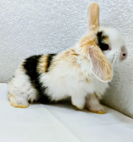 Mini Coelhos Filhotes 3x s/ juros