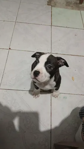 Vendo filhote de Pitbul femia