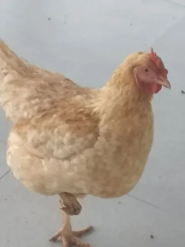 VENDO GALINHA MESTIÇA