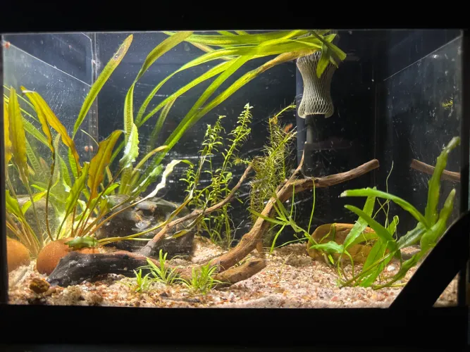 Aquário 10 litros, com plantas, filtro e luminária  