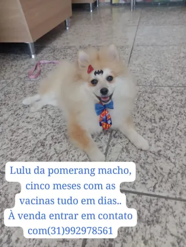 Lulu da Pomerânia macho
