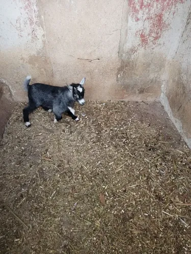 Mini cabritinho  valor 1.250,00