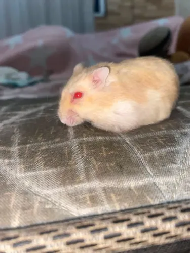 Hamster anão russo