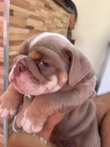 Buldog inglês