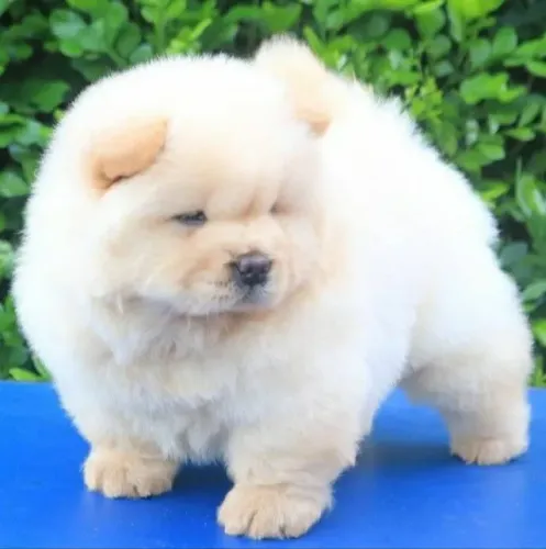 chow chow fofos e inteligentes