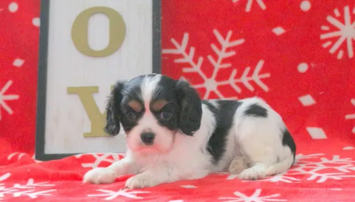 Filhotes de Cavalier King Charles - aproveite