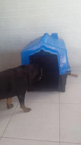 Casinha de cachorro de porte grande