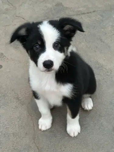 Border collie