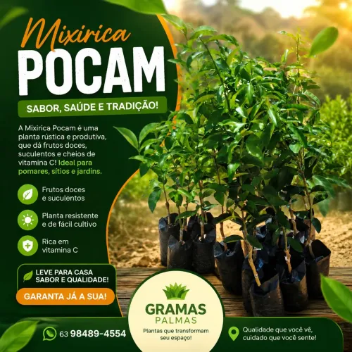 Gramas Palmas
