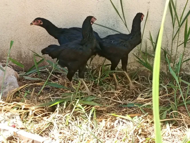 Frangos