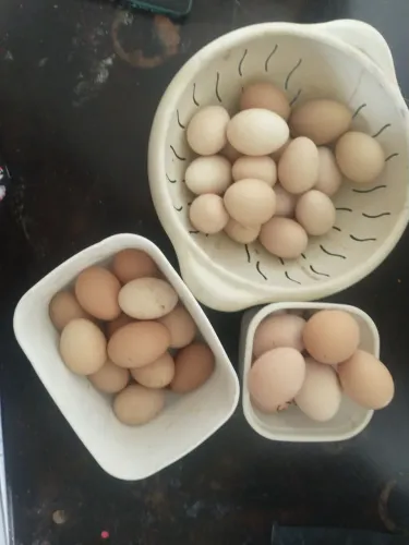Vende-se ovos e pintinhos por encomenda 