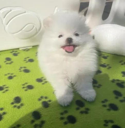 Cachorro Spitz Alemao filhote puro muito peludo garanta o seu