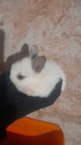 Coelhos