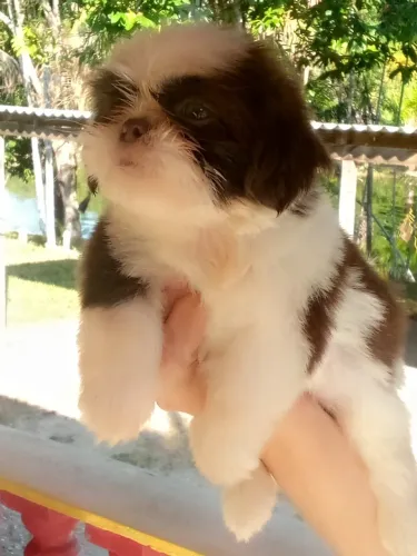 Lindo Filhote Shih Tzu