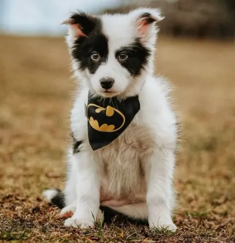 Border Collie Tudo o que Faltava