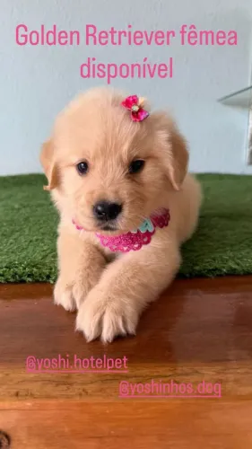 Filhotes de Golden Retriever macho e femea disponivel