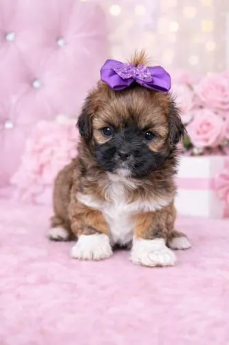 Shih Tzu: encanto especial para seu anúncio