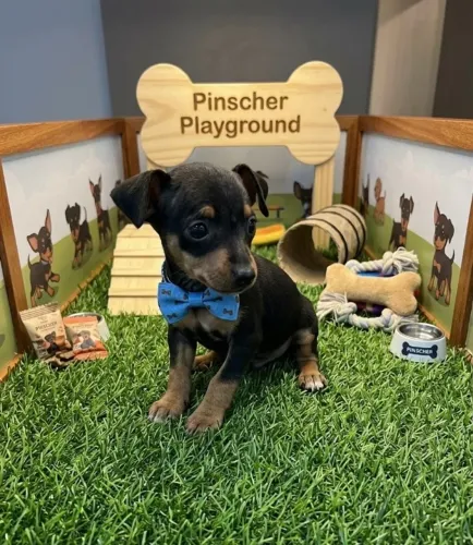 Pinscher disponível macho cheio de graça