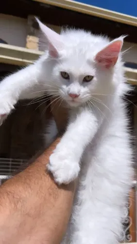Maine Coon Filhotes. Nova ninhada. Macho/fêmea. Vacinados e com pedigree