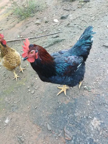 Frango GSB(Galinha sertaneja balão)