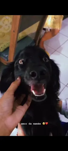 Doação de cachorros adultos 