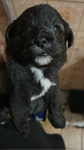 Filhote de shitzu com poodle preto